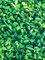 1 Yard 80% Polyester 20% Spandex Green Leaves Print Spandex Fabric for Swimwear and Costumes 58"/60" Width